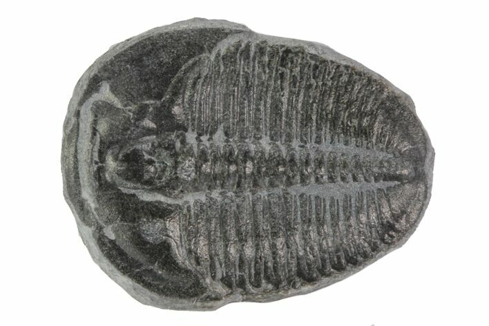 Elrathia Trilobite Fossil - Utah #78981